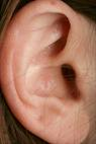 Audible Range of Human Hearing - The Hearing Organ 